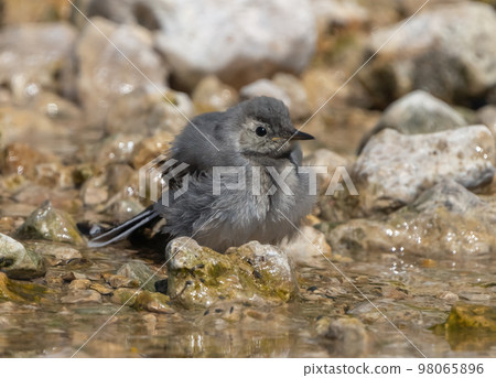 Motacilla bird dries feathers after swimming in the river on a hot summer day Motacilla bird dries feathers after swimming in the river on a hot summer day 98065896