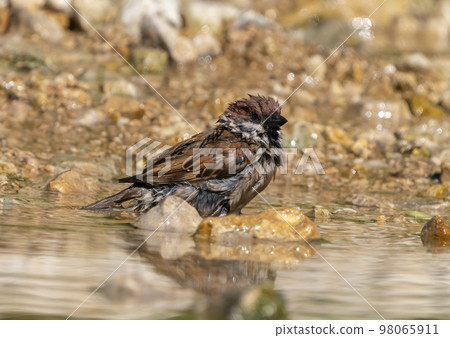 Sparrow bird swims in the water on a rocky riverbank on a hot summer day 98065911