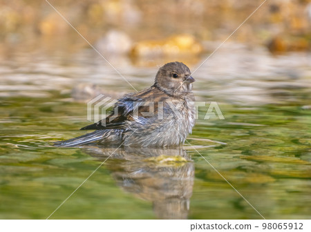 Female Acanthis cannabina flew to a watering place on a rocky riverbank on a hot summer day 98065912