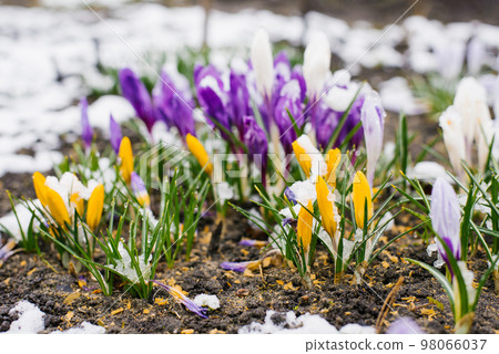 Spring crocus flowers bloom in the garden under the snow 98066037