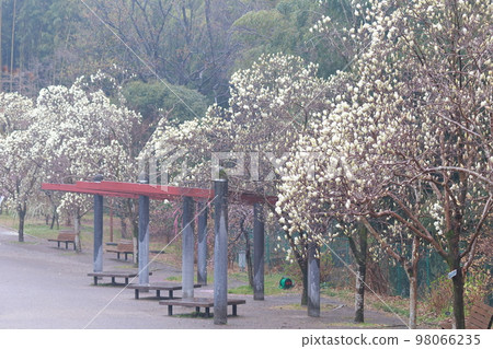 White magnolia that feels the arrival of spring (Ren Shiraki, Nagoya City Agricultural Center, Nagoya City, Aichi Prefecture) White magnolia that feels the arrival of spring (Ren Shiraki, Nagoya City Agricultural Center, Nagoya City, Aichi Prefecture) 98066235