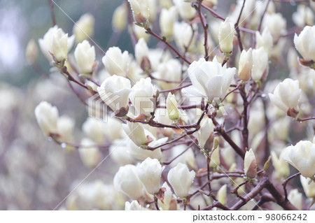 感受到春天到來的白玉蘭（愛知縣名古屋市名古屋市農業中心蓮白木） 98066242