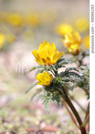 春天的花朵（愛知縣名古屋市名古屋市農業中心雪割莊） 98066265