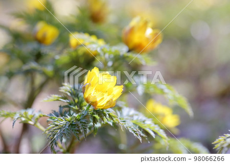 春天的花朵（愛知縣名古屋市名古屋市農業中心雪割莊） 98066266