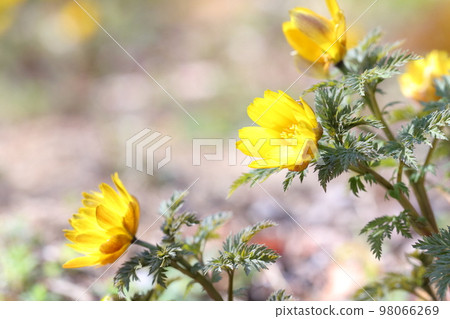 春天的花朵（愛知縣名古屋市名古屋市農業中心雪割莊） 98066269