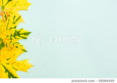 Beautiful frame of yellow-green fallen maple leaves on a cardboard background. Copy space 98066499