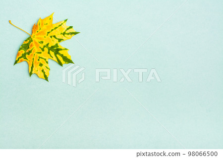 A beautiful yellow-green mottled fallen maple leaf on a cardboard background. Copy space A beautiful yellow-green mottled fallen maple leaf on a cardboard background. Copy space 98066500