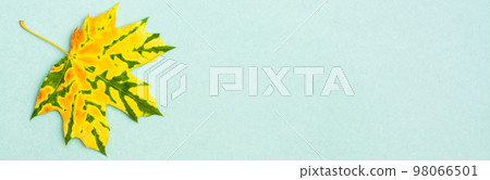 A beautiful yellow-green mottled fallen maple leaf on a cardboard background. Copy space. Web banner A beautiful yellow-green mottled fallen maple leaf on a cardboard background. Copy space. Web banner 98066501
