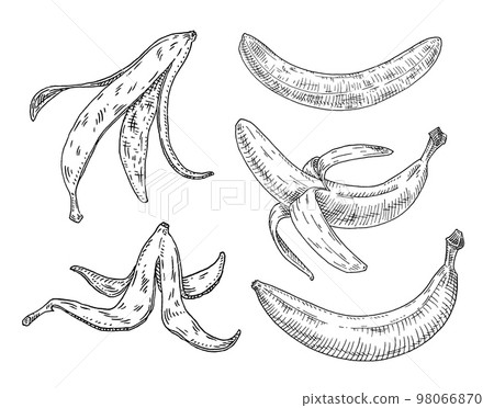 Fresh banana. Whole, half peeled and unpeeled fruits. Vintage engrave black monochrome illustration. Isolated on white Fresh banana. Whole, half peeled and unpeeled fruits. Vintage engrave black monochrome illustration. Isolated on white 98066870