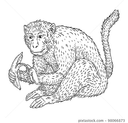 Monkey holding fresh banana. Vintage black engraving illustration Monkey holding fresh banana. Vintage black engraving illustration 98066873