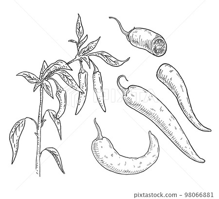 Branch of chilli with leaf and pepper. Vintage hatching 98066881