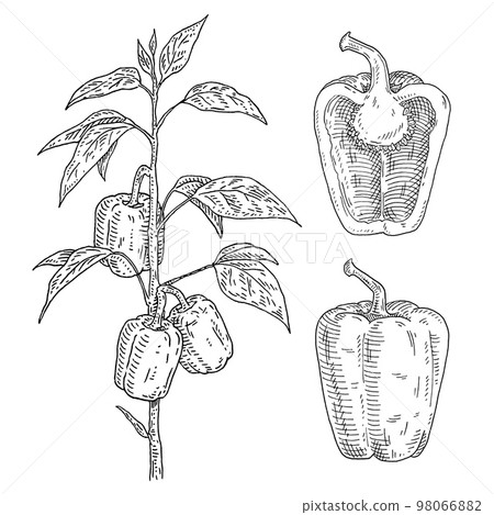 Branch of sweet bell peppers plant with leaf. Vintage engraving Branch of sweet bell peppers plant with leaf. Vintage engraving 98066882