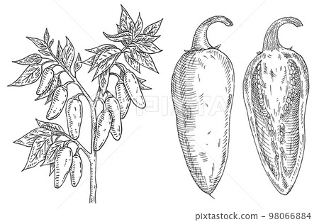 Branch of chilli with leaf and pepper. Vintage engraving Branch of chilli with leaf and pepper. Vintage engraving 98066884