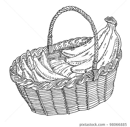 Basket with branch fresh banana. Vector vintage engraved illustration Basket with branch fresh banana. Vector vintage engraved illustration 98066885