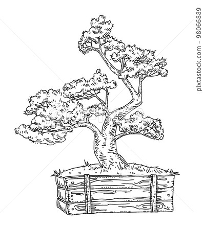 Bonsai tree in pot. Vintage vector black engraving illustration 98066889
