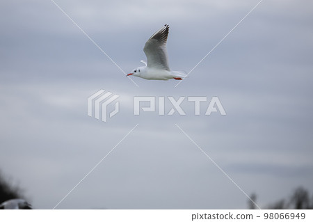 Seagull flying agains cloudy sky background Seagull flying agains cloudy sky background 98066949