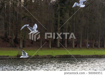 Seagull birds circling flying low above water surface 98066951
