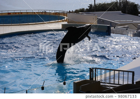 水族館泳池展示跳躍假虎鯨的風景 98067133
