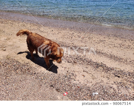 Cute Starry dog playing on the seashore 98067514