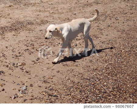 Cute Starry dog playing on the seashore 98067607