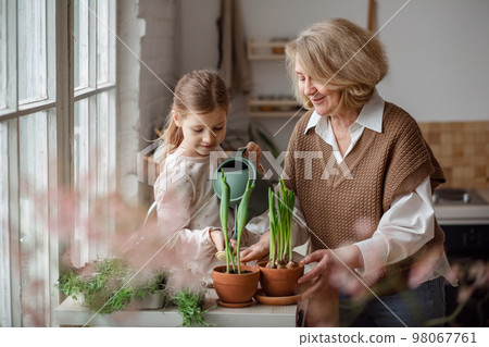 An elderly woman grandmother and a little girl granddaughter take care of and plant potted plants inside the house, do gardening in the spring for Earth Day An elderly woman grandmother and a little girl granddaughter take care of and plant potted plants inside the house, do gardening in the spring for Earth Day 98067761