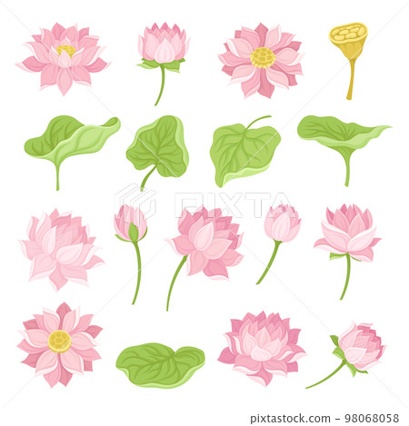 Beautiful Pink Waterlily or Lotus Flower Big Vector Set 98068058