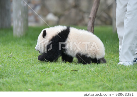 Momohama begins her playground adventure 98068381