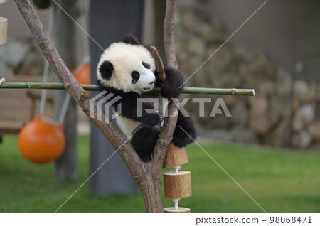 櫻濱爬樹遊玩 98068471