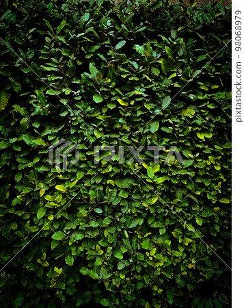 dark leaves background, photography. saturated color. photo dark leaves background, photography. saturated color. photo 98068979