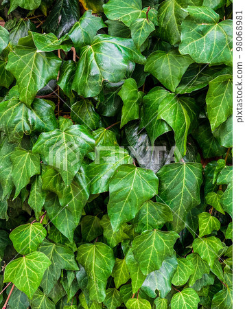 Ivy, Hedera helix or European ivy climbing on rough bark of a tree. Close up 98068981