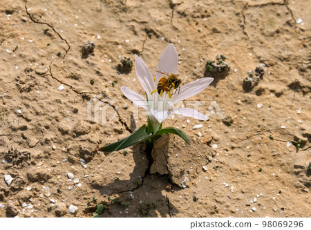 A bee collects pollen from a flower in the winter in the desert A bee collects pollen from a flower in the winter in the desert 98069296