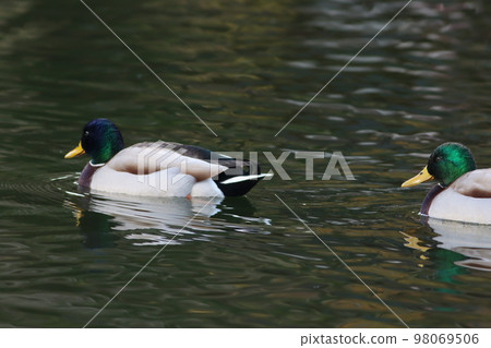 Male of Mallard Male of Mallard 98069506