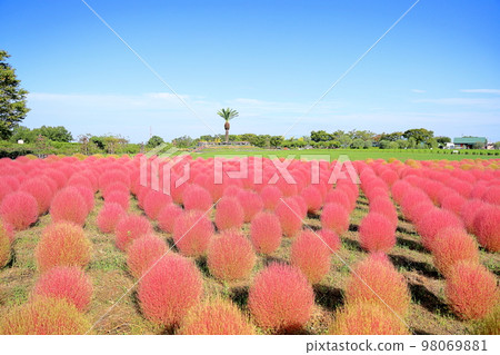 可愛的彩色地膚 可愛的彩色地膚 98069881