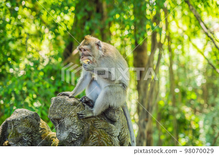Long-tailed macaques Macaca fascicularis in Sacred Monkey Forest, Ubud, Indonesia 98070029