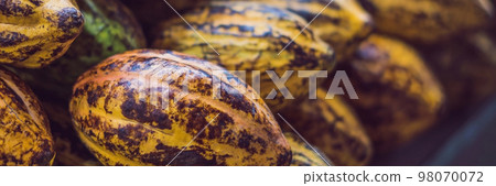 Cacao fruit, raw cacao beans BANNER, long format 98070072