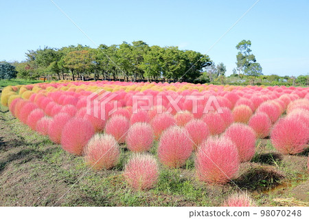 可愛的彩色地膚 98070248