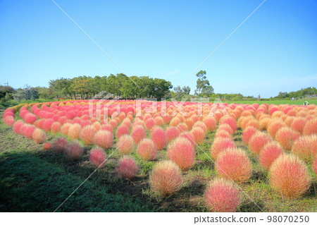 Cute colored kochia Cute colored kochia 98070250