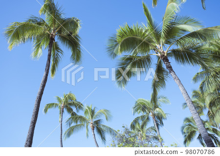 Looking up at palm trees from below 98070786