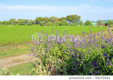 Lavender Sage flowers 98070882