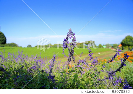 薰衣草鼠尾草花 98070883