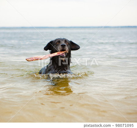 Swimming dog Swimming dog 98071095