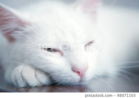 Tired cat Tired cat 98071103