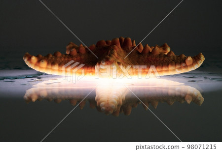 Starfish-spaceship 98071215