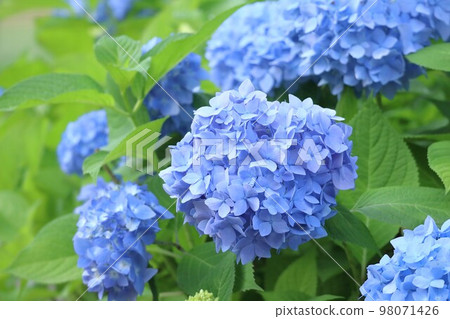 Image of Blue Japanese hydrangea in full bloom