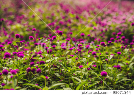 gomphrena globosa or Fireworks Flower is a beautiful pink small flower in garden gomphrena globosa or Fireworks Flower is a beautiful pink small flower in garden 98071544