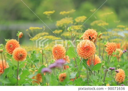 Dahlia in full bloom [Ekorin Village, Eniwa City, Hokkaido] 98071636