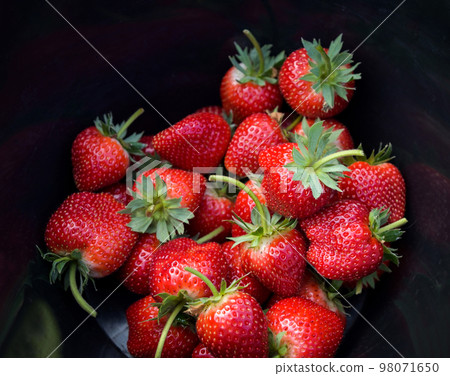 strawberry on black bucket, fresh ripe strawberry field harvest strawberries picking on tank fruit collected strawberry 98071650