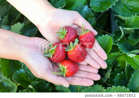 strawberry plant farm, fresh ripe strawberry field for harvest strawberries picking on hand in the garden fruit collected strawberry in summer strawberry plant farm, fresh ripe strawberry field for harvest strawberries picking on hand in the garden fruit collected strawberry in summer 98071652
