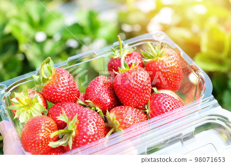 strawberry plant farm, fresh ripe strawberry field for harvest strawberries picking on plastic box in the garden fruit collected strawberry in summer strawberry plant farm, fresh ripe strawberry field for harvest strawberries picking on plastic box in the garden fruit collected strawberry in summer 98071653