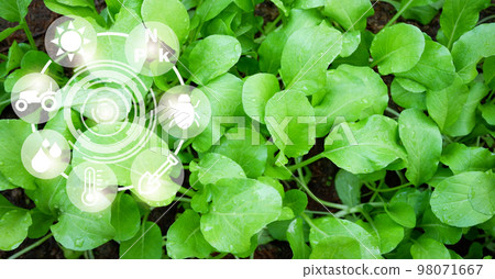 smart farm modern agricultural technology vegetable garden organic, mustard greens lettuce vegetable leaf fresh vegetable, eco friendly gardening nature digital farm, smart farming innovation 98071667